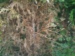 IMG_20180708_194756.jpg