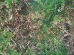 IMG_20180708_194752.jpg