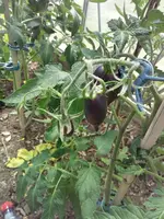 2018-07-08 13.51.19.webp