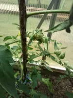 2018-07-08 13.51.26.webp