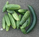 Gurken (7).webp