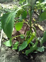 2018-07-08 13.51.44.webp