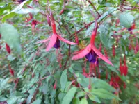 P1100245Scharlachfuchsie Riccartonii.webp