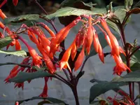 P1100197Korallenfuchsie.webp