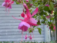 P1100191Beacon Rosa.webp