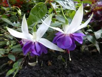 P1100185Fuchsie namenlos.webp