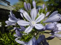 P1100206Liebesblume.webp
