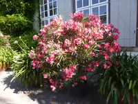 P1100202Oleander.webp
