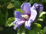 P1100184Hibiscus.jpg