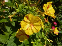 P1100233.webp