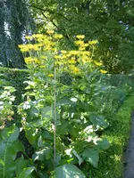 P1100268Alant.webp