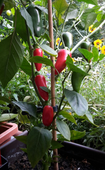 20180709_201027-1.jpg