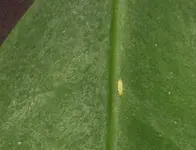 480p 460.jpg
