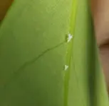 480p 460-2.jpg