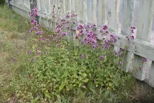 IMGP2829.JPG