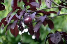 IMGP2867.webp