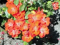 DSCI0534.webp