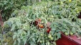 IMG_20180709_165004.jpg