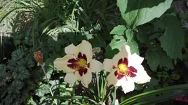IMG_20180709_165439.webp