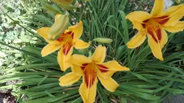 IMG_20180709_165407.webp