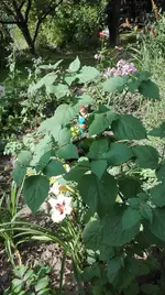 IMG_20180709_165553.jpg