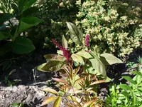 Forum Amaranth 2018_07_08 P1100143.webp