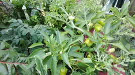 IMG_20180709_164940.webp