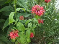 DSCF1621.webp