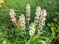 DSCF1548 (2).webp