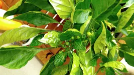 IMG_20180710_132648.webp