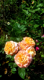 2018-07-10_11-15-17-1.webp
