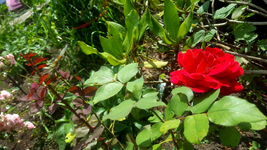 2018-07-10_11-17-12-1.webp