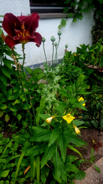 2018-07-10_11-29-45-1.webp