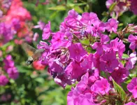 Phlox mit Taubenschwanz.webp