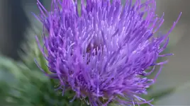 image009.webp