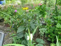IMG_6270.jpg