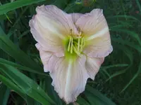 flocke_1024x768.webp