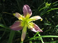 lovley light_1024x768.JPG