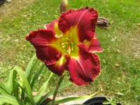 red grace1_640x480.JPG