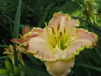 alicia rose kissed 1_640x480.webp