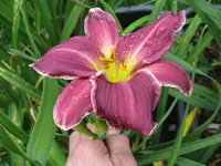 indian giver_1024x768.webp