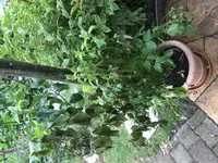 3C7E5EA0-350F-4E55-8379-936114C7F7AD.jpg