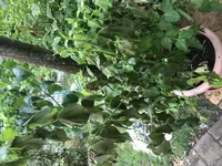 96CE68E7-2F19-4AE7-AD89-0AC0F83E698B.jpg