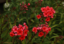 Phlox rot_800.webp