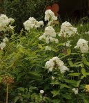 Phlox weiss_800.JPG