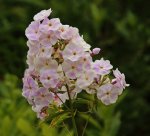 Phlox_pastell_weiss_rose_800.JPG