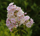 Phlox_pastell_weiss_rose_800.JPG