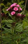 Phlox_pink_rosa_700.JPG
