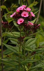 Phlox_pink_rosa_700.webp