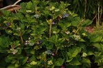 Macrophylla_Blaumeise_fängt an zu blühen_800.JPG